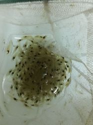 雪球米蝦1.5-2cm,100隻以上出貨